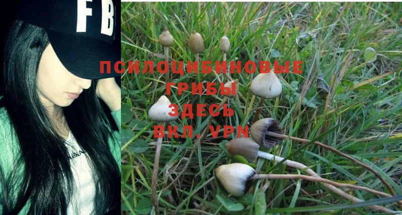 Галлюциногенные грибы Psilocybe  купить  сайты  Солигалич 